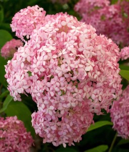 Hortensja Drzewiasta Pink Annabelle w donicy