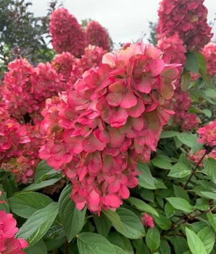 Hortensja bukietowa Bonfire w donicy