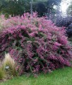 Lespedeza dwubarwna w donicy