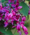 Lespedeza dwubarwna w donicy