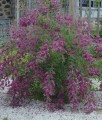 Lespedeza dwubarwna w donicy