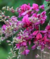 Lespedeza dwubarwna w donicy