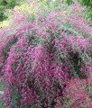 Lespedeza dwubarwna w donicy