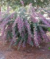Lespedeza dwubarwna w donicy