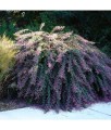 Lespedeza dwubarwna w donicy