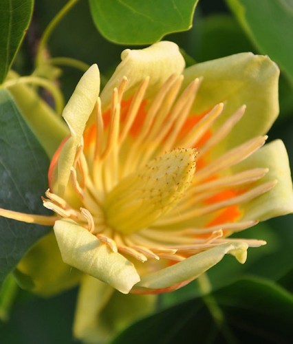 Tulipanowiec Amerykański Aureomarginat w donicy