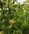 Tulipanowiec Amerykański Aureomarginat w donicy