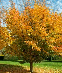 Parocja perska w donicy