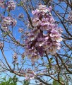 Paulownia omszona w donicy
