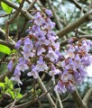 Paulownia omszona w donicy
