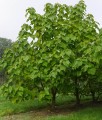Paulownia omszona w donicy