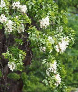 Akacja Robinia Tortuosa Nana w donicy