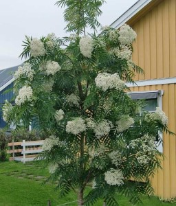 Jarząb Dodong w donicy