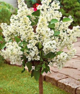 Lilak (Bez) Alba Na Pniu w donicy