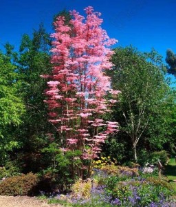 Cedrela chińska w donicy