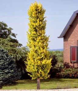 Wiąz kolumnowy Wredei w donicy