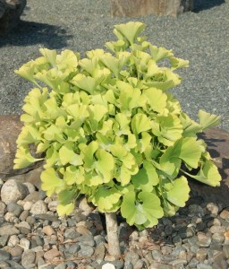 Miłorząb Karłowy dwuklapowy Mariken w donicy