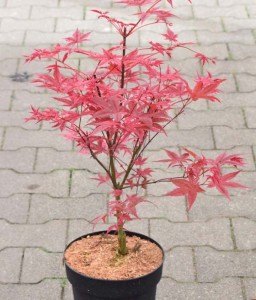 Klon palmowy Beni Maiko w donicy