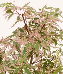 Klon Palmowy Butterfly w donicy