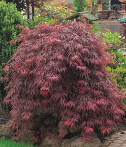 Klon Palmowy Royal Garnet w donicy