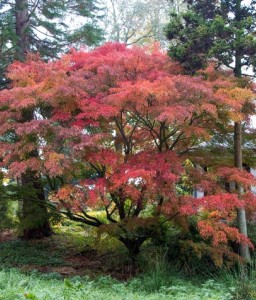 Klon Palmowy Seiryu w donicy