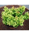Berberis Thunberga Lime Star w donicy