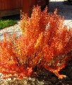 Berberis Thunberga Orange Ice w donicy