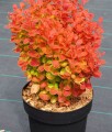 Berberis Thunberga Orange Ice w donicy