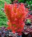 Berberis Thunberga Orange Ice w donicy