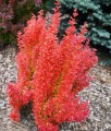 Berberis Thunberga Orange Ice w donicy