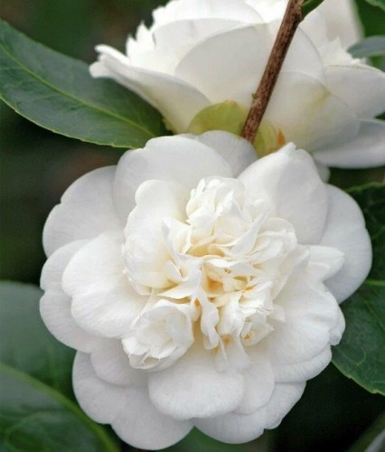 Kamelia Japońska Nobilissima w donicy