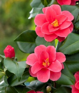 Kamelia Reticulata Mary Williams w donicy