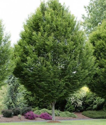 Grab Pospolity w donicy