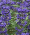 Barbula Klandońska Grand Bleu Inoveris w donicy