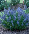 Barbula Klandońska Grand Bleu Inoveris w donicy