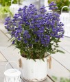 Barbula Klandońska Grand Bleu Inoveris w donicy