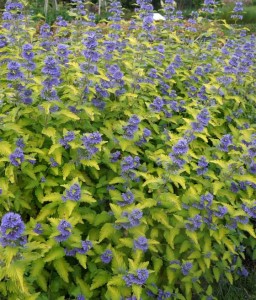 Barbula Klandońska Hint of Gold w donicy