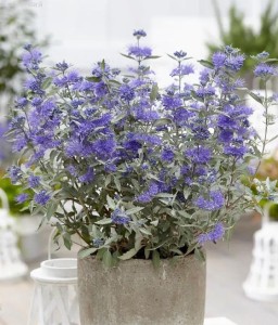 Barbula Klandońska Sterling Silver w donicy