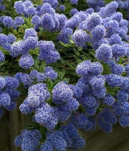 Prusznik Płożący w donicy