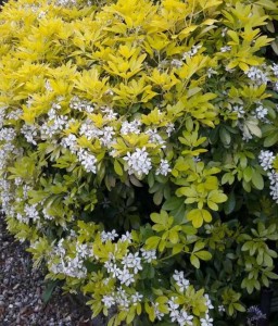 Czojsia Trójlistkowa GOLDFINGER w donicy