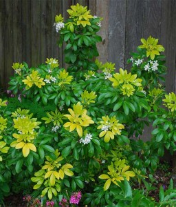 Czojsia Trójlistkowa Sundance w donicy