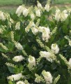 Orszelina Olcholistna Hummingbird w donicy