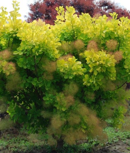 Perukowiec Podolski Golden Spirit w donicy