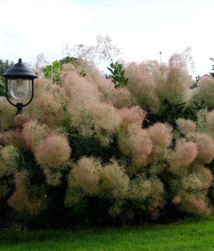 Perukowiec Podolski Young Lady w donicy