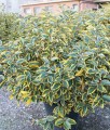 Oliwnik Gilt Edge w donicy
