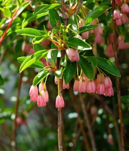 Enkiant Dzwonkowaty Cracklin Rosie w donicy