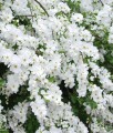 Obiela wielkokwiatowa Magical Springtime w donicy