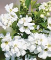 Obiela wielkokwiatowa Magical Springtime w donicy