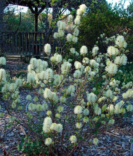 Fotergilla Większa Major w donicy