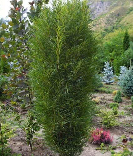 Kruszyna Kolumnowa Ron Williams w donicy